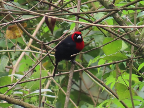 Crimson-collared Tanager (Ramphocelus sanguinolentus), photo 6