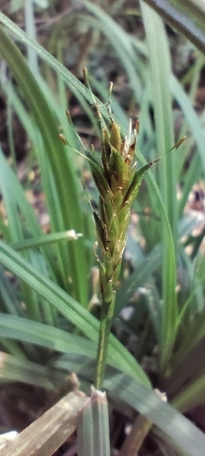 Dancing Sedge (Carex salticola)