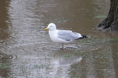 Larus argentatus