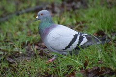 Columba livia domestica