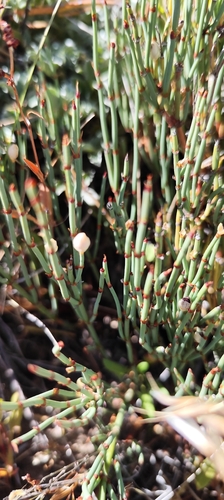 Andean Jointfir (Ephedra chilensis)