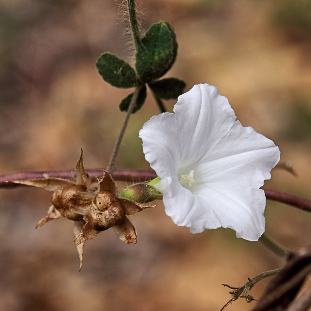 Distimake cissoides; photograph Dennis White, CC0, iNaturalist via GBIF