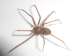 Loxosceles rufescens