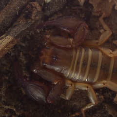 Euscorpius balearicus