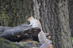Sciurus carolinensis