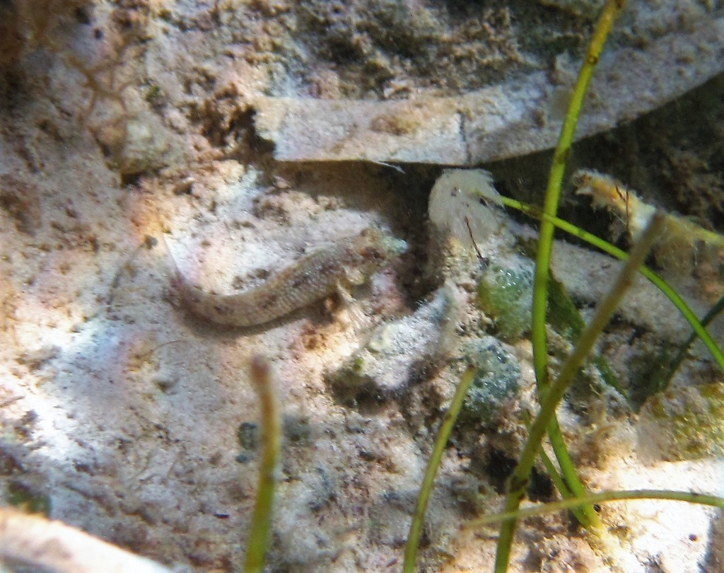 Malacoctenus from Cuba on February 7, 2020 at 1057 AM by Paul Prior