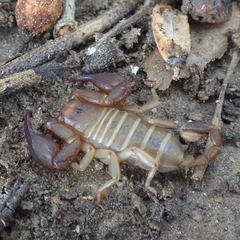 Euscorpius balearicus