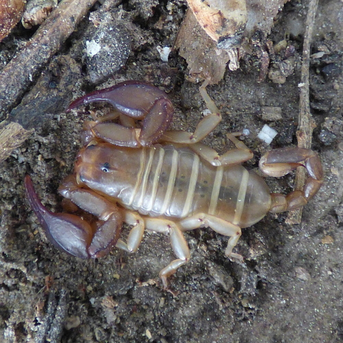 Balearic Small Wood-Scorpion