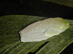 Agalychnis moreletii