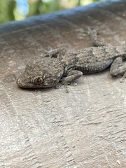 Tarentola angustimentalis