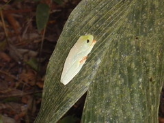 Agalychnis moreletii
