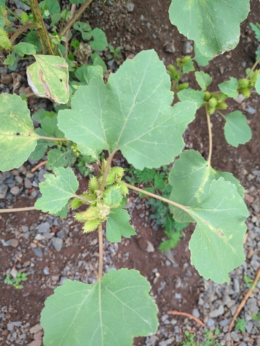 Xanthium occidentale, 2026-02-23