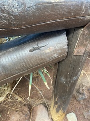 Tarentola angustimentalis