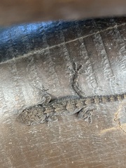 Tarentola angustimentalis