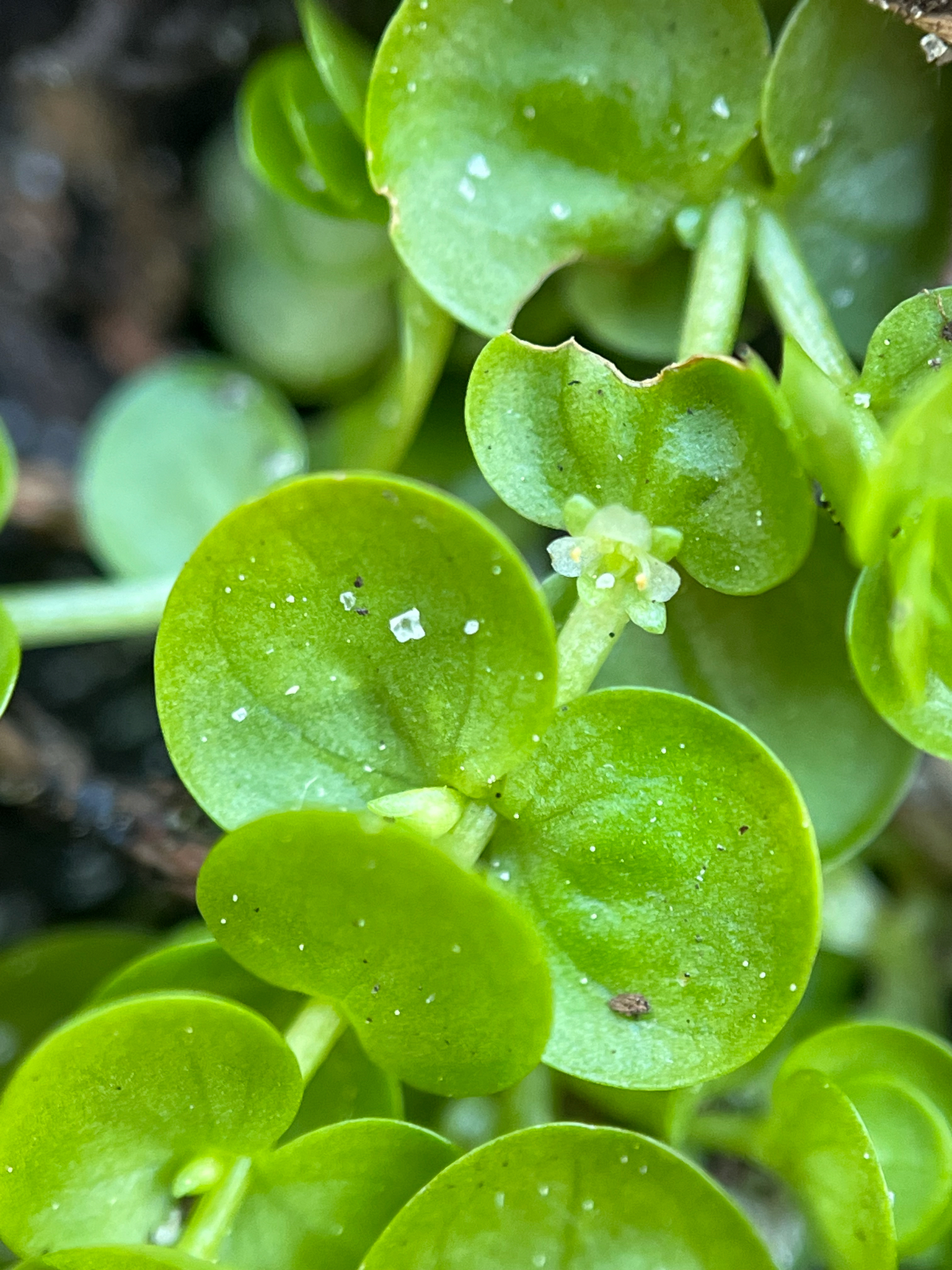 Micranthemum Umbrosum (Micranthemum umbrosum)