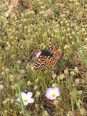 Euphydryas editha quino