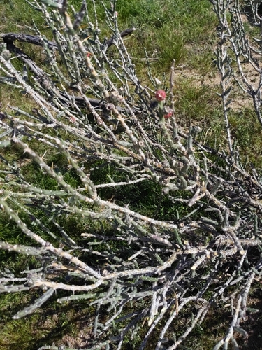 Cylindropuntia leptocaulis