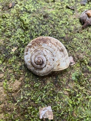 Calaperostoma
