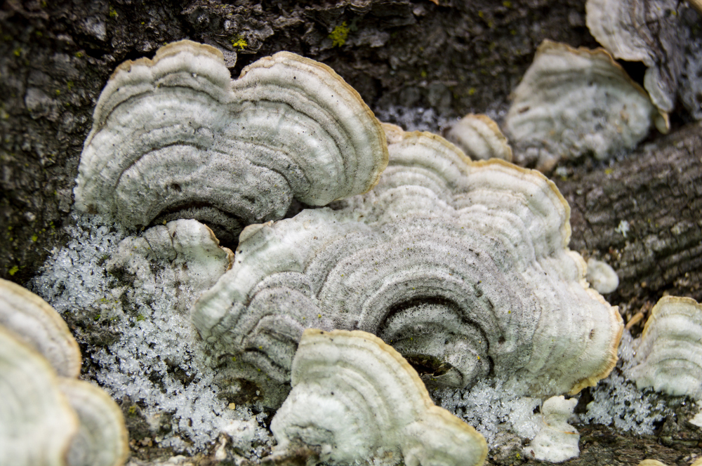 Trametes hirsuta image