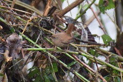 Troglodytes troglodytes