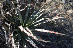 Hechtia complanata