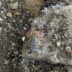 Euscorpius balearicus