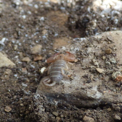 Euscorpius balearicus