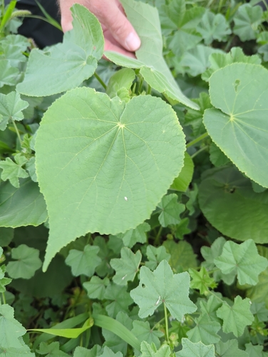 Abutilon grandifolium observed 2026-02-23