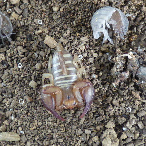 Balearic Small Wood-Scorpion