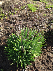 Dudleya virens virens