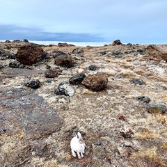 Lepus arcticus