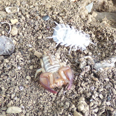 Euscorpius balearicus