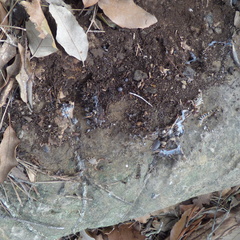 Euscorpius balearicus