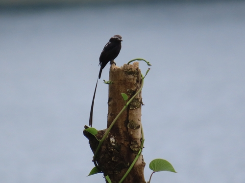 Long-tailed Tyrant (Colonia colonus), photo 10