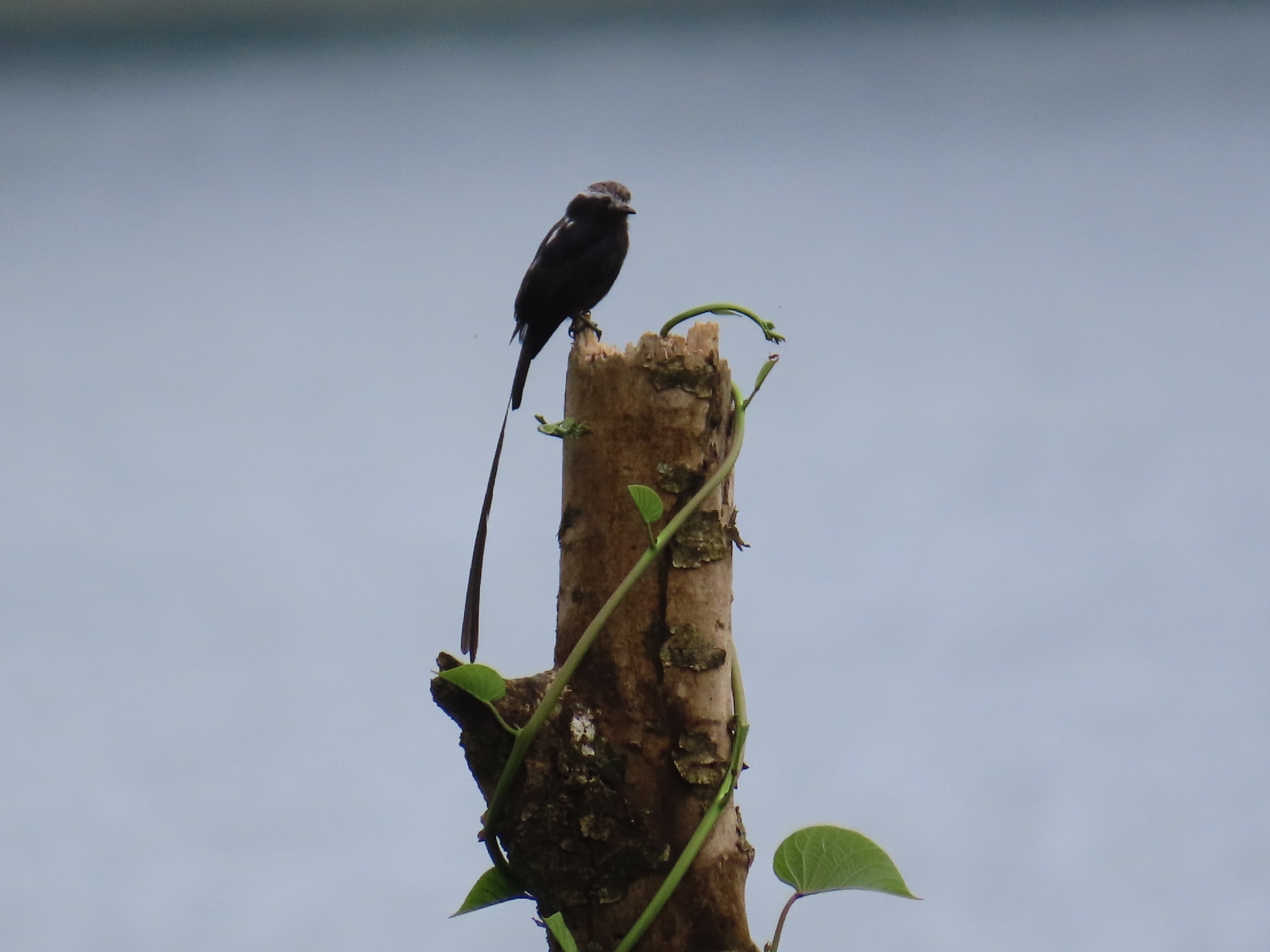 Long-tailed Tyrant (Colonia colonus), photo 10
