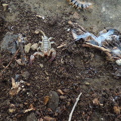 Euscorpius balearicus