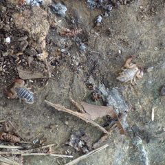 Euscorpius balearicus