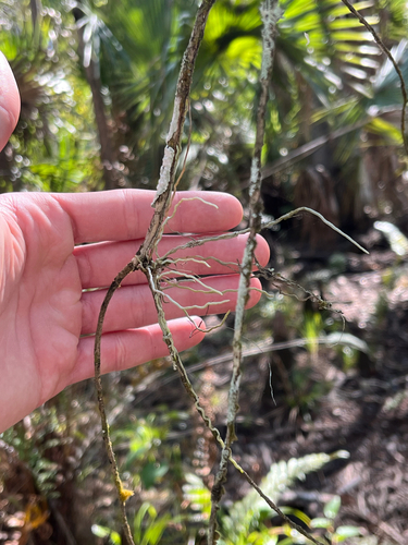 Jingle Bell Orchid (Dendrophylax porrectus)
