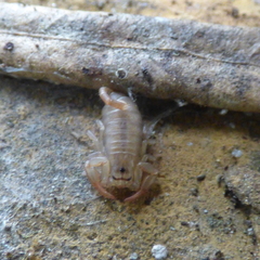 Euscorpius balearicus