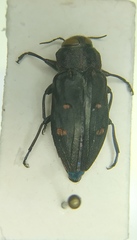 Chrysobothris affinis