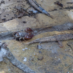 Euscorpius balearicus