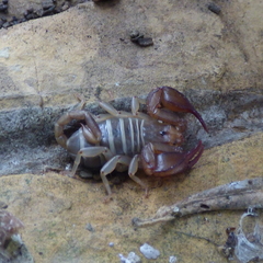 Euscorpius balearicus