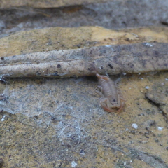 Euscorpius balearicus