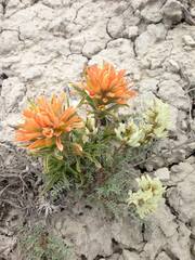 Astragalus praelongus