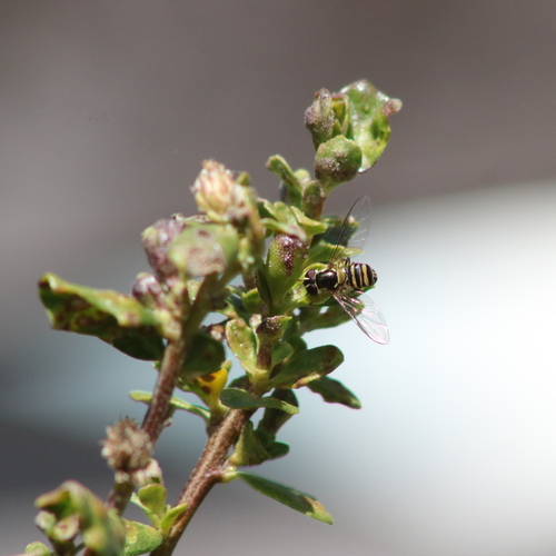 Unknown species found near El Cerrito, CA 94530, USA