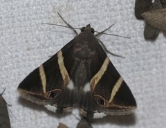 Grammodes oculicola