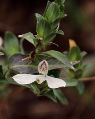 Tetramerium nervosum