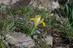 Iris orchioides