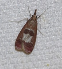 Syntonarcha vulnerata