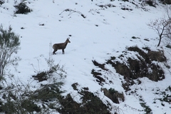 Rupicapra pyrenaica parva